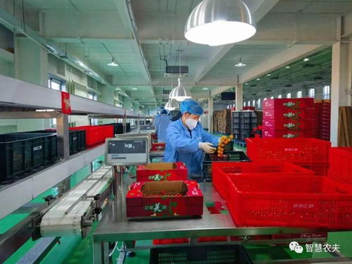 揭秘北京翠湖智慧农场,探秘番茄工厂化种植