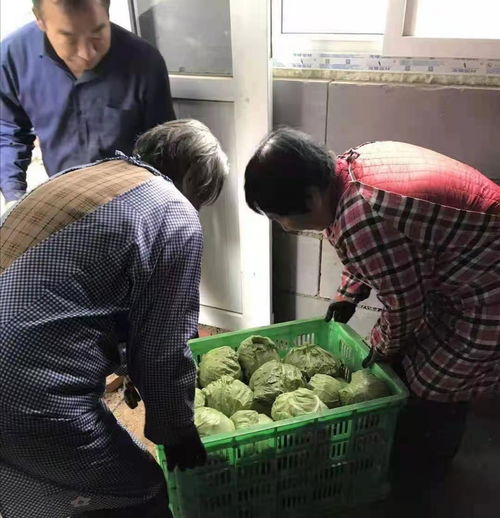 三河市利都农业生态科技产业园 精品甘蓝菜丰收